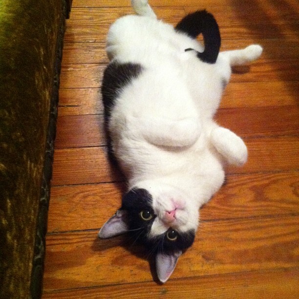 This is the face of a homicidal maniac.