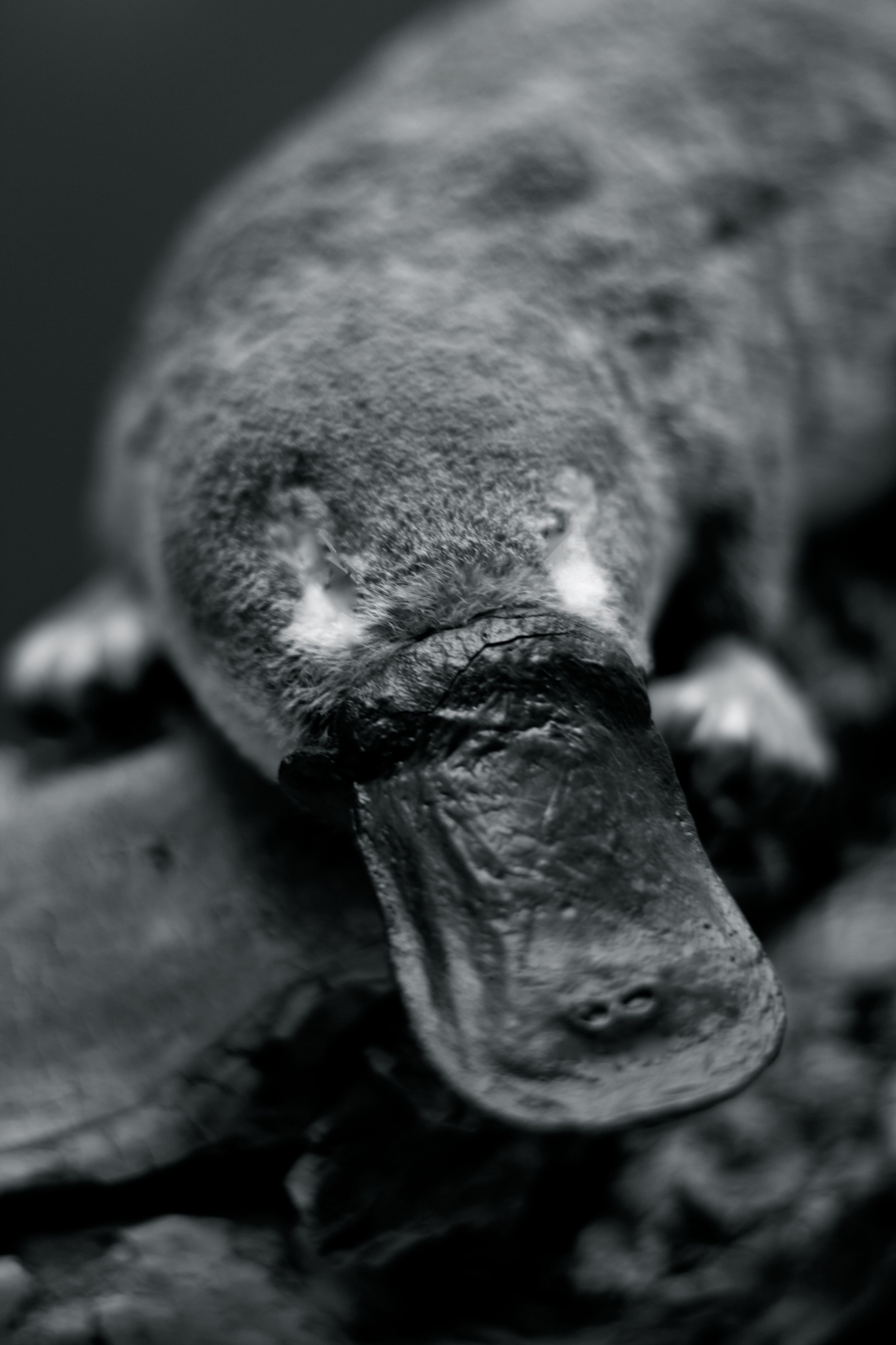 Duck-billed Platypus